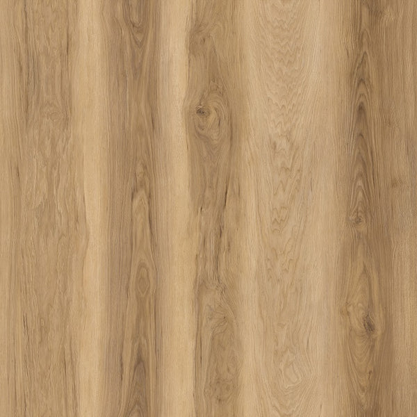 Carolina Hickory