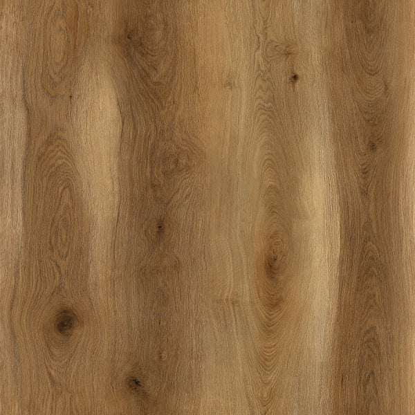 Stanford Oak